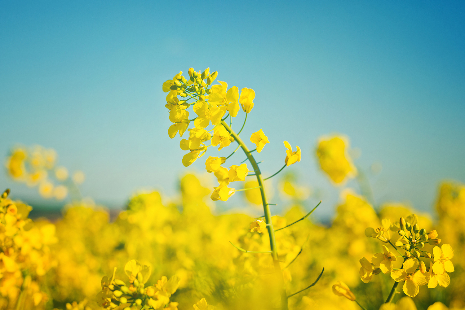 Raps_PM Rapsfeld mit blauem Himmel
