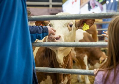 Besucher streicheln Rind